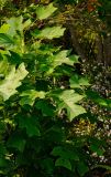 Liriodendron tulipifera