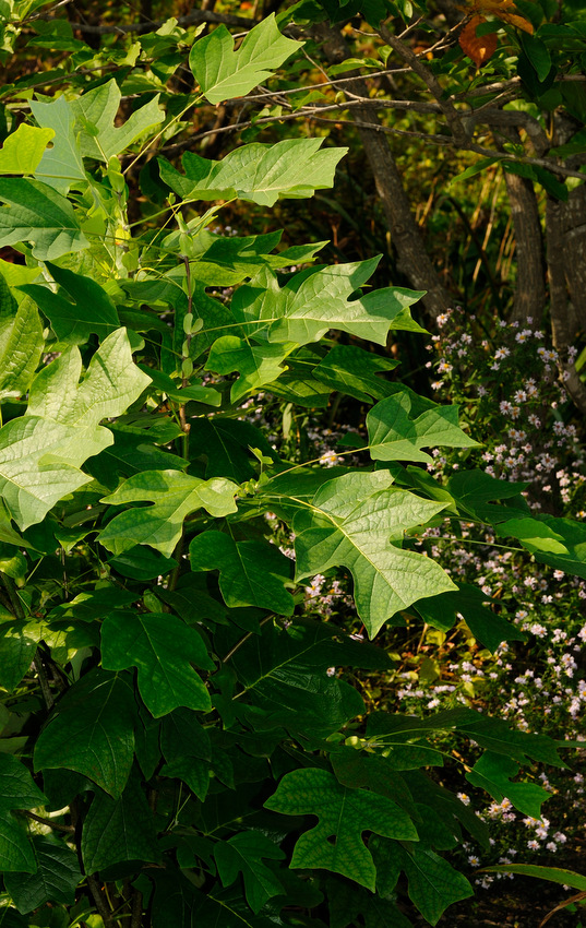 Image of Liriodendron tulipifera specimen.