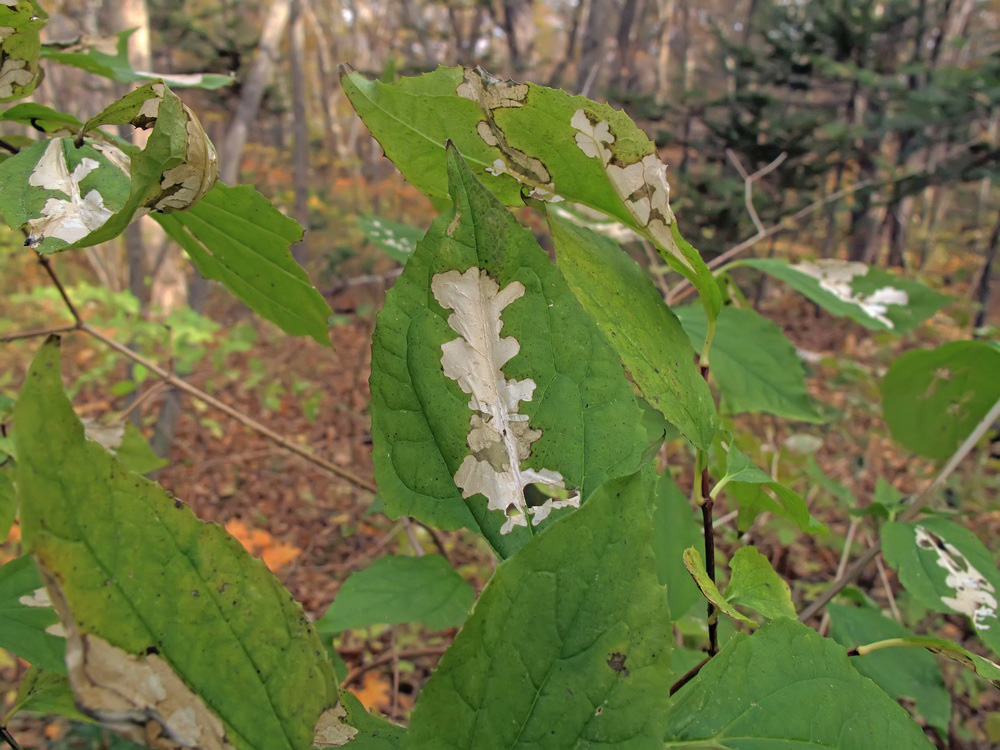 Изображение особи Philadelphus tenuifolius.