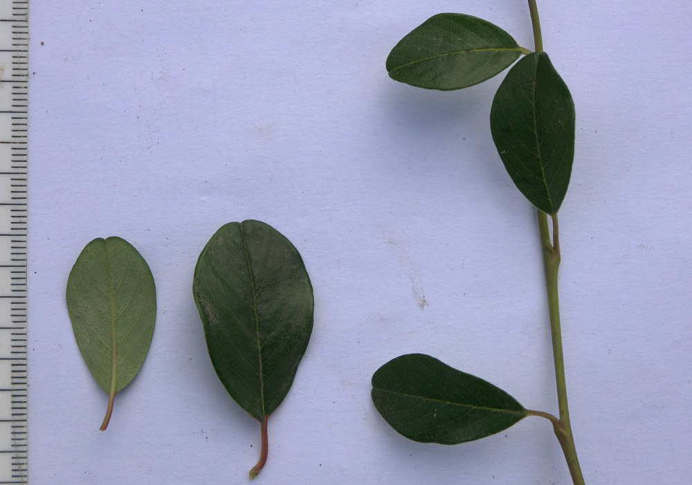 Image of Cotoneaster dammeri var. radicans specimen.