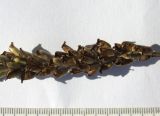 Image of specimen