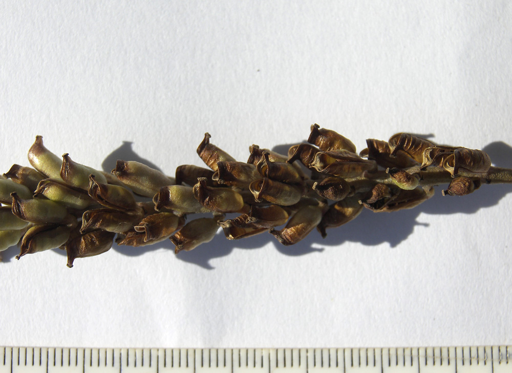 Image of Cimicifuga japonica specimen.