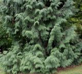 Thuja plicata. Нижняя часть кроны взрослого растения. Германия, г. Дюссельдорф, Ботанический сад университета. 14.08.2013.