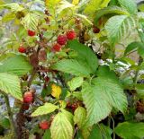 Rubus idaeus