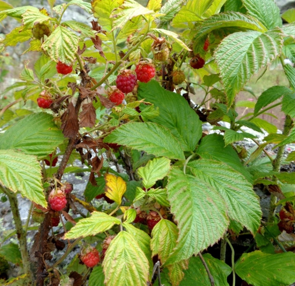 Изображение особи Rubus idaeus.