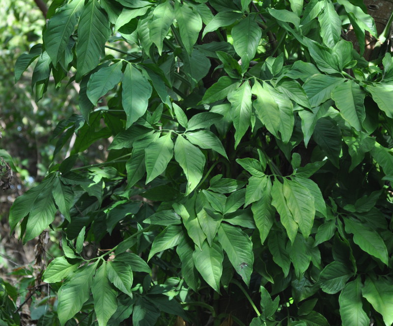 Изображение особи Syngonium podophyllum.