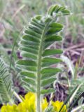 genus Astragalus. Лист. Киргизия, Чуйская обл., северный склон Киргизского хр. 26 апреля 2013 г.
