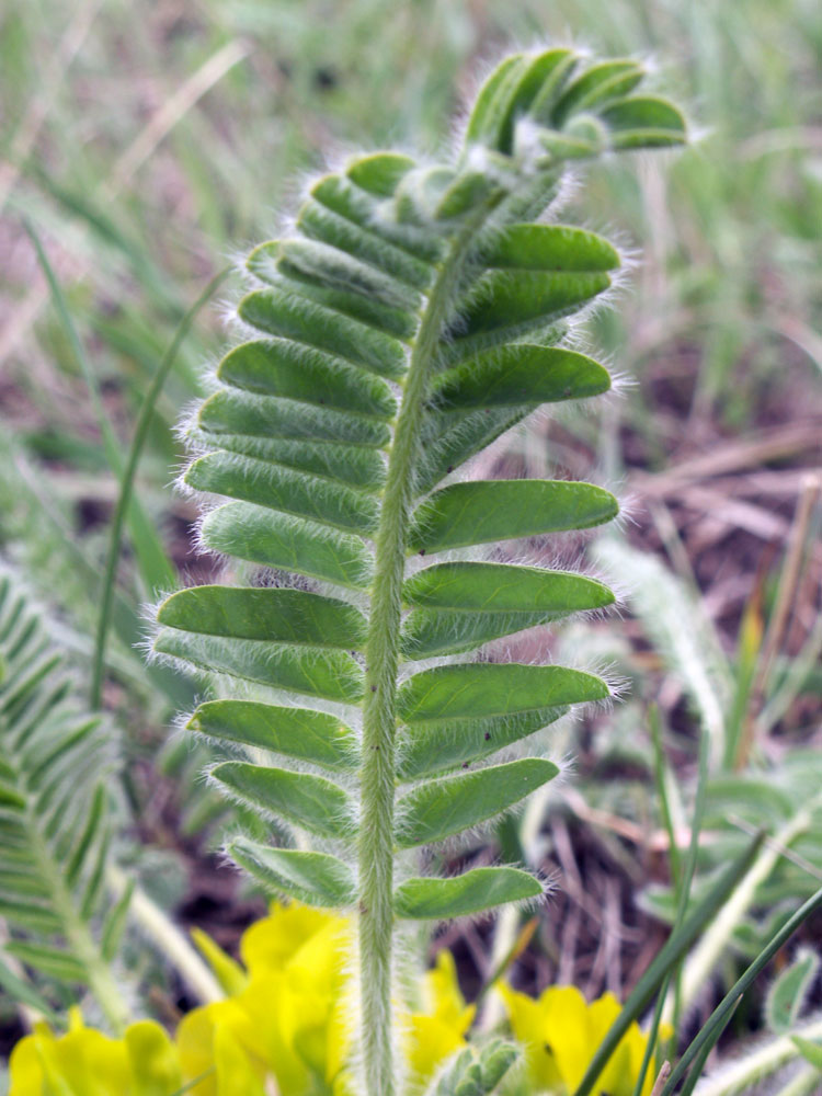 Изображение особи род Astragalus.