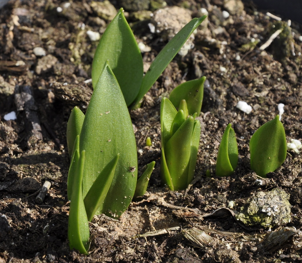 Изображение особи Fritillaria uva-vulpis.