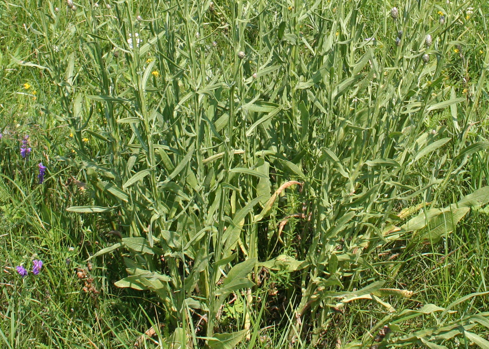 Изображение особи Chartolepis intermedia.