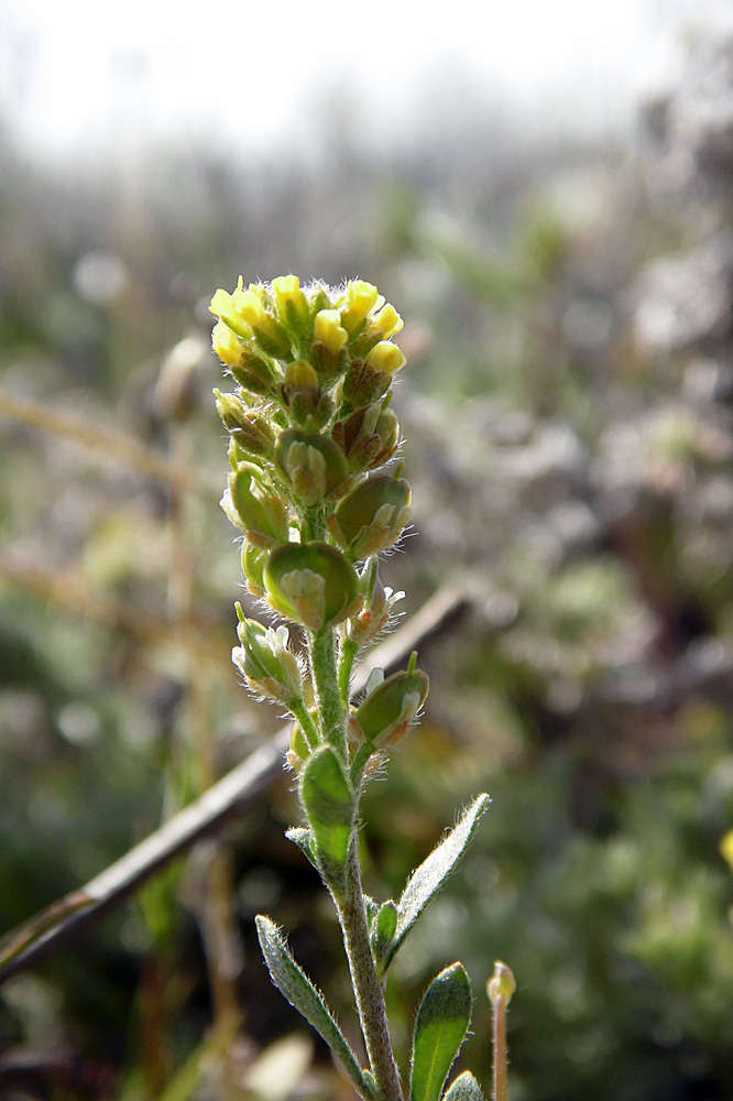 Изображение особи Alyssum turkestanicum var. desertorum.