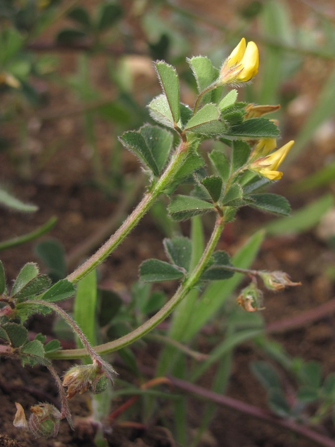 Изображение особи Medicago rigidula.