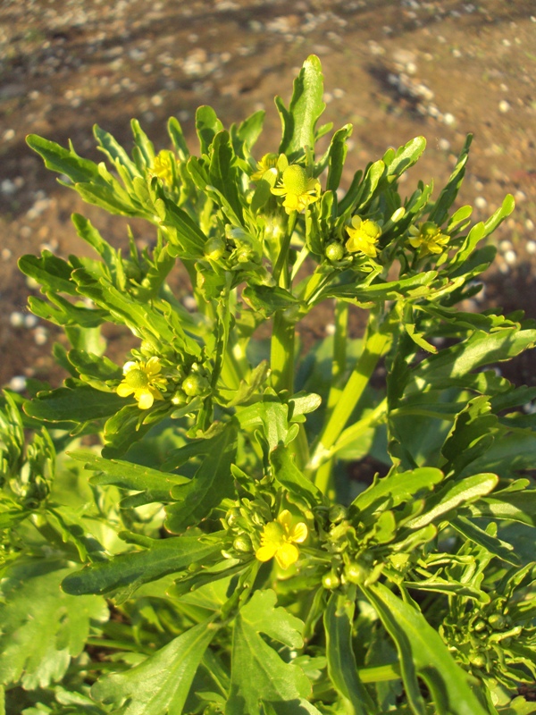 Изображение особи Ranunculus sceleratus.