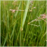 Calamagrostis epigeios. Часть стебля с листом. Чувашия, окр. г. Шумерля, ст. Кумашка, Соколова поляна. 9 июля 2009 г.