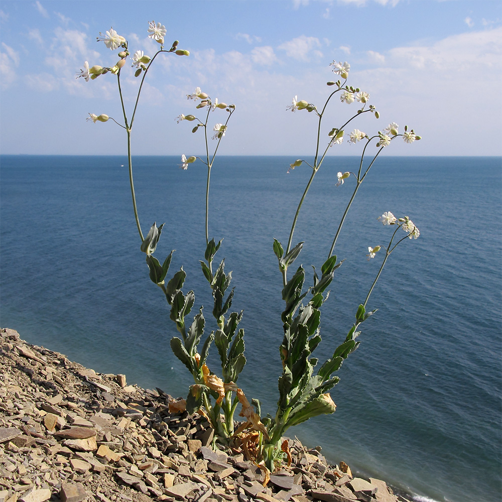 Изображение особи Oberna crispata.