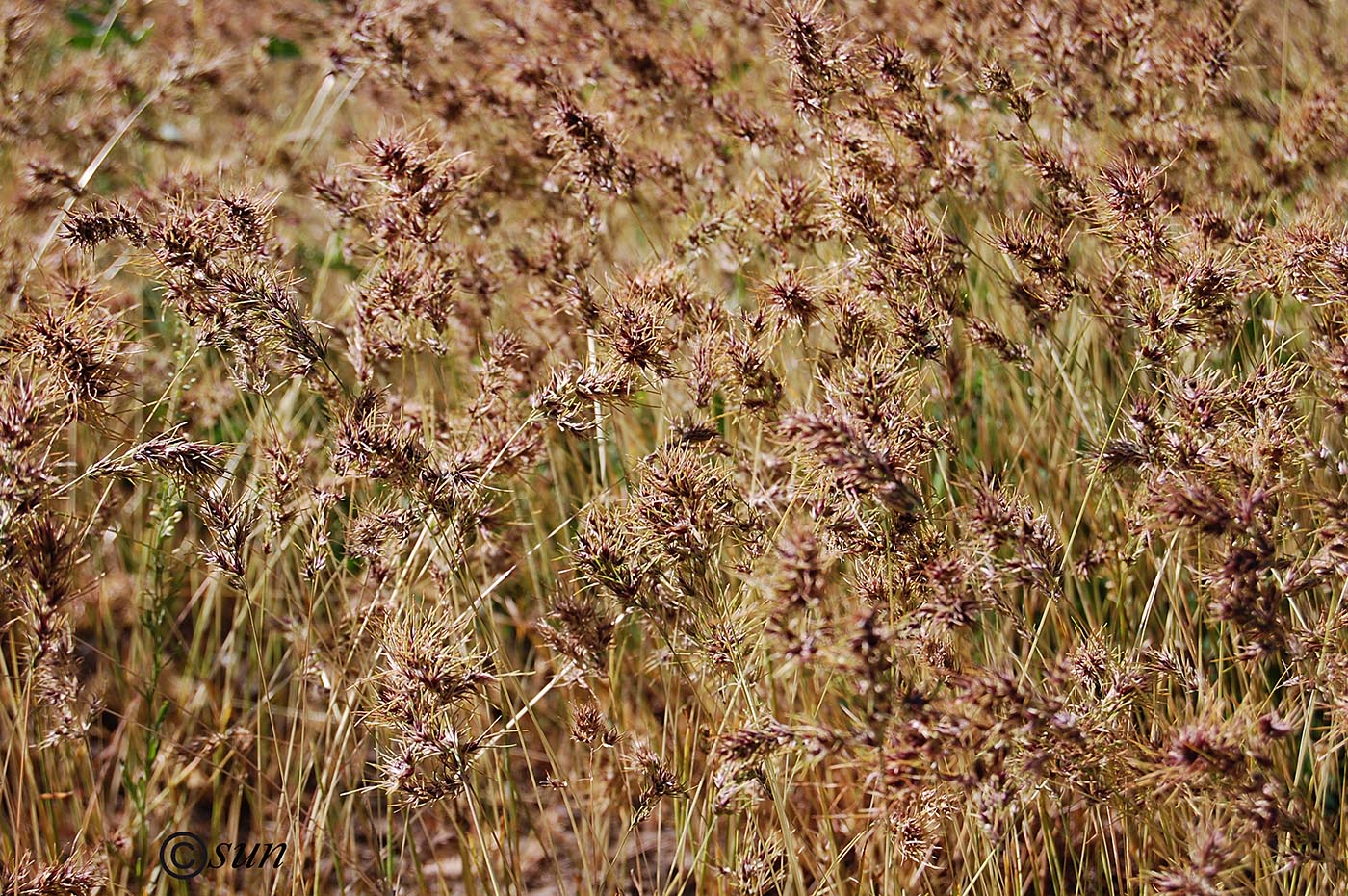 Изображение особи Poa bulbosa ssp. vivipara.