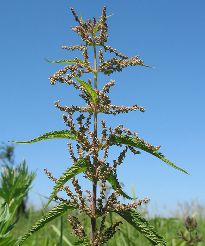 Изображение особи Urtica dioica.