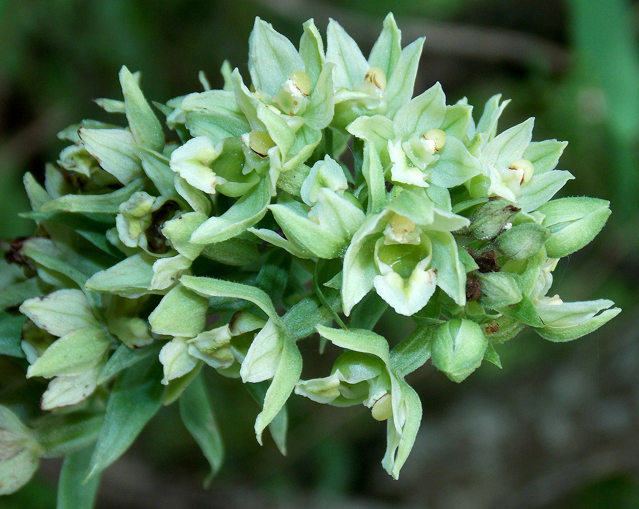 Image of Epipactis condensata specimen.
