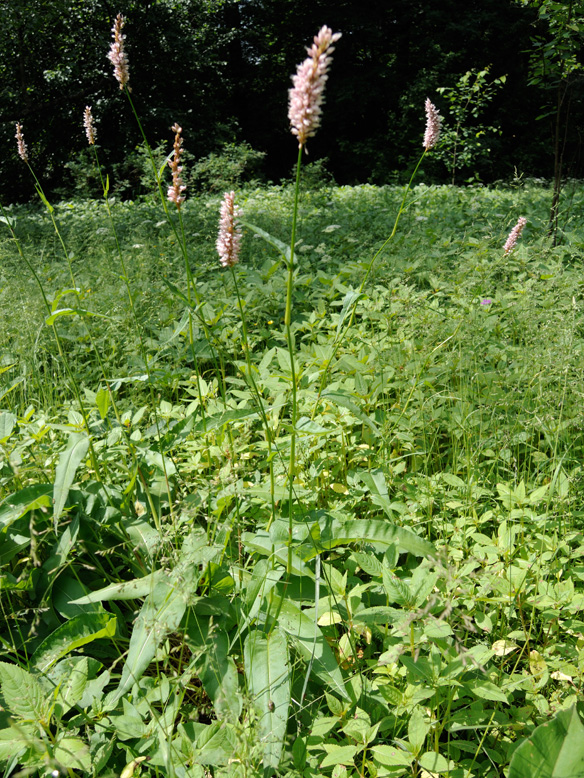 Изображение особи Bistorta officinalis.