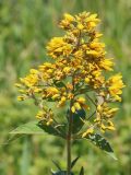 Lysimachia vulgaris. Верхушка цветущего растения. Ростовская обл., Неклиновский р-н, Троицкое с/п, дол. р. Миус. 19.06.2014.