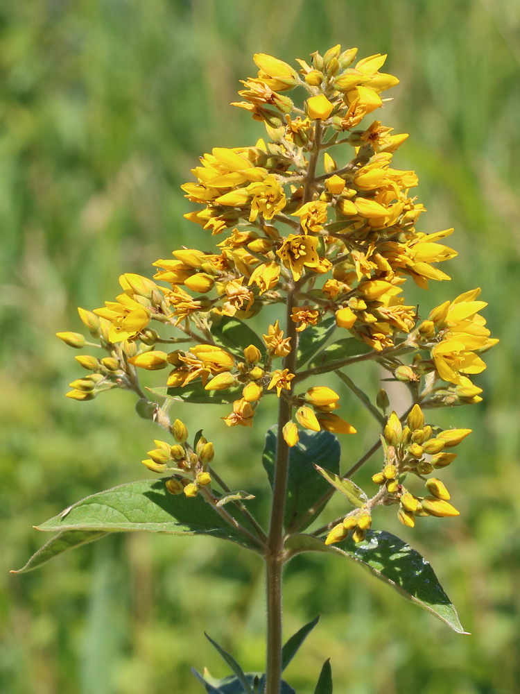 Изображение особи Lysimachia vulgaris.