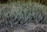 Atriplex semibaccata