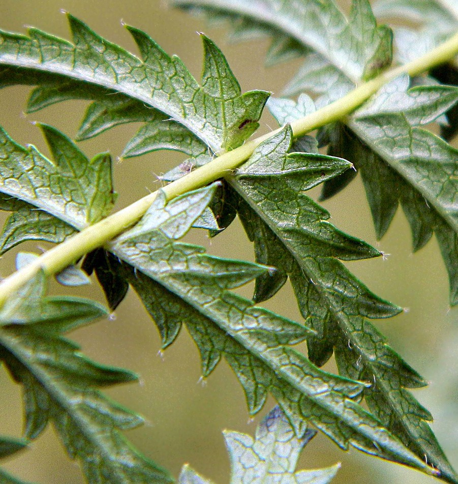Image of Filipendula vulgaris specimen.