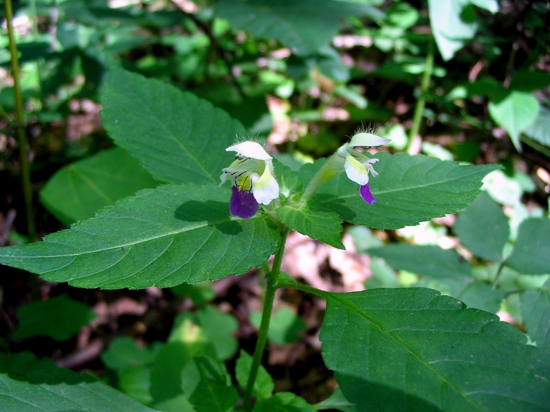 Image of Galeopsis speciosa specimen.