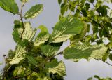 Corylus californica. Веточка (у листьев видна их нижняя сторона). Германия, г. Дюссельдорф, ботанический сад университета. 02.06.2014.