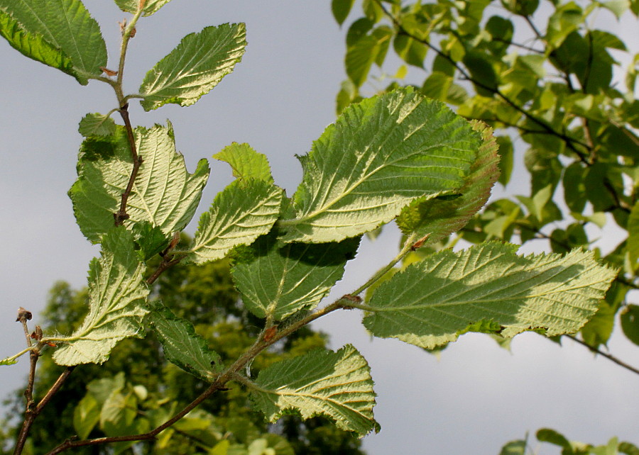 Image of Corylus californica specimen.