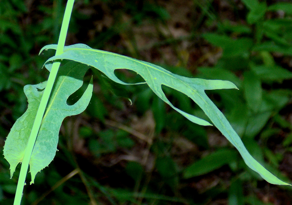 Image of Lactuca quercina specimen.