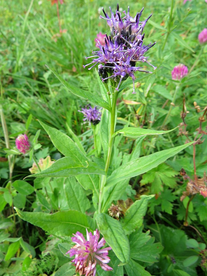 Изображение особи Saussurea parviflora.