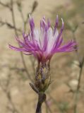 Centaurea lavrenkoana. Соцветие. Крым, Тарханкутский п-ов, верховья балки Большой Кастель, степь у дороги. 13 июля 2014 г.