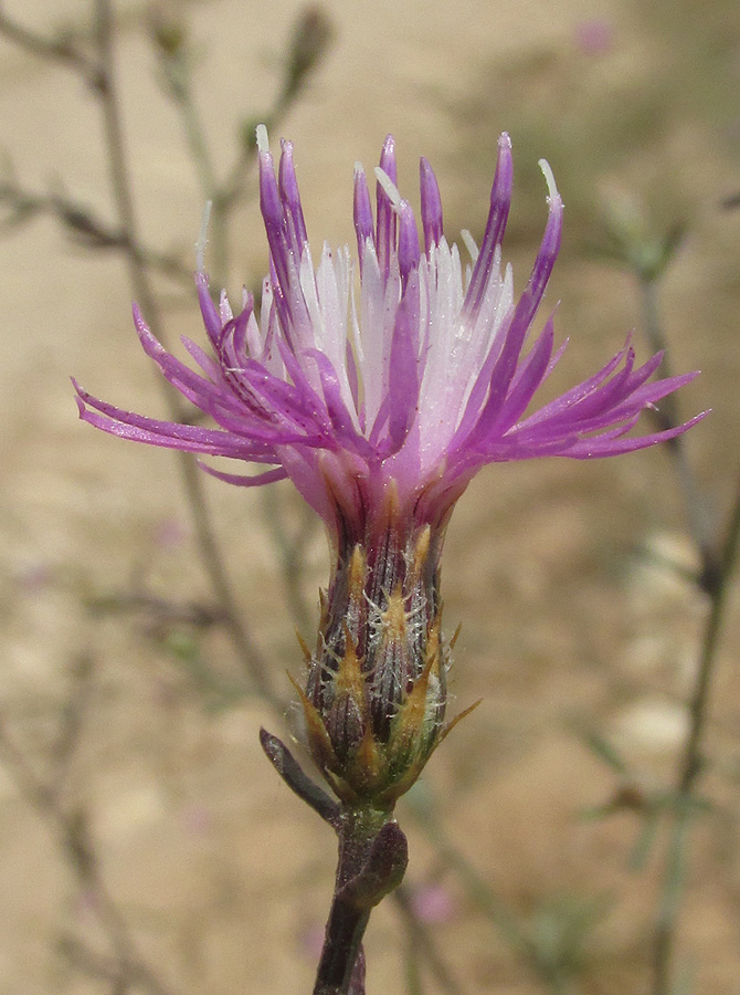 Image of Centaurea lavrenkoana specimen.