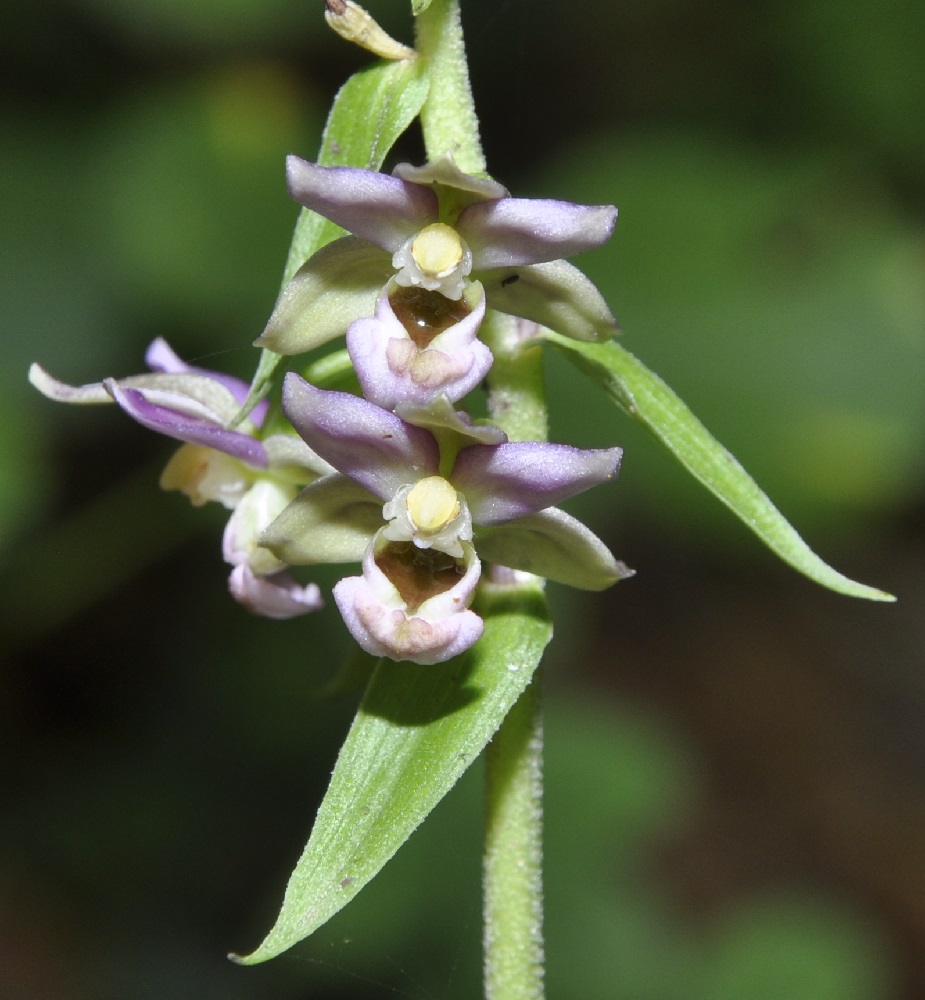 Image of Epipactis helleborine ssp. degenii specimen.