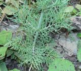 Scabiosa ochroleuca