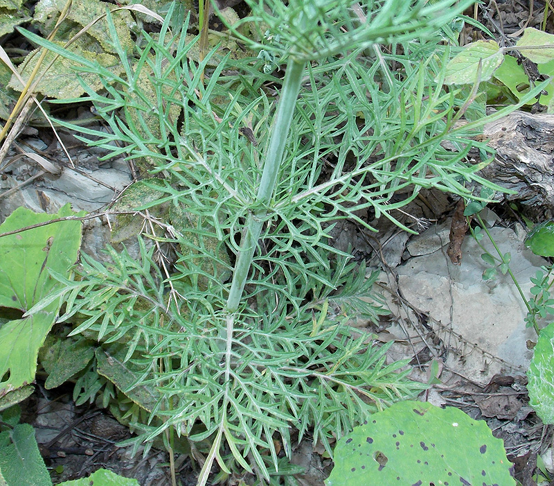 Изображение особи Scabiosa ochroleuca.