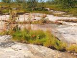 Rumex longifolius