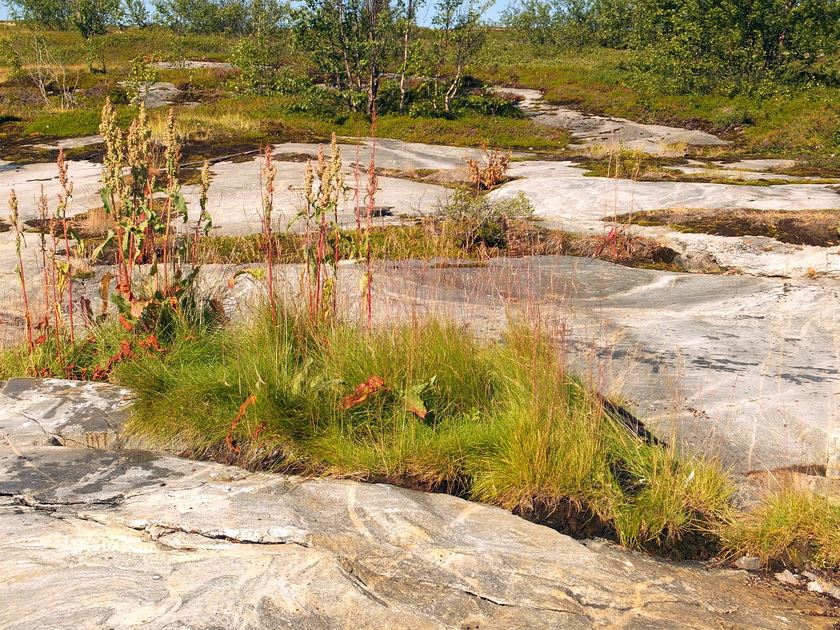 Image of Rumex longifolius specimen.