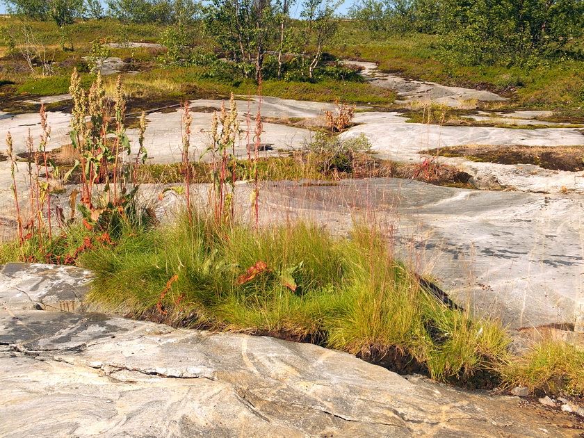 Изображение особи Rumex longifolius.