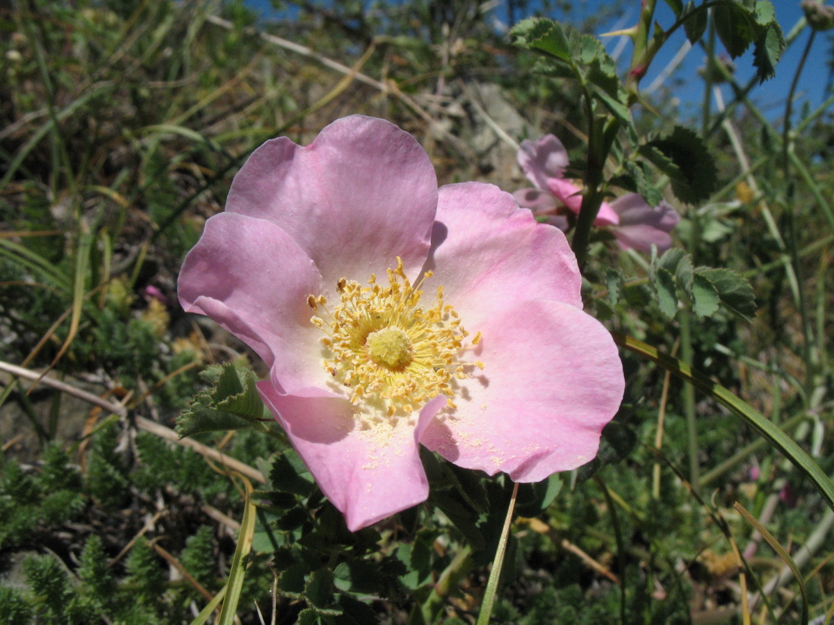 Image of Rosa hissarica specimen.