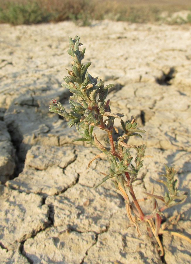 Изображение особи Petrosimonia oppositifolia.