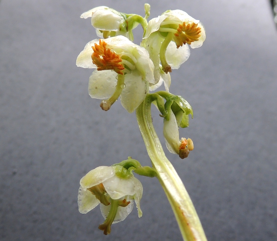 Image of Pyrola japonica specimen.