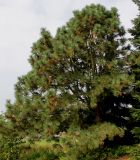 Pinus ponderosa. Взрослое растение с шишками. Германия, г. Дюссельдорф, Ботанический сад университета. 05.09.2014.