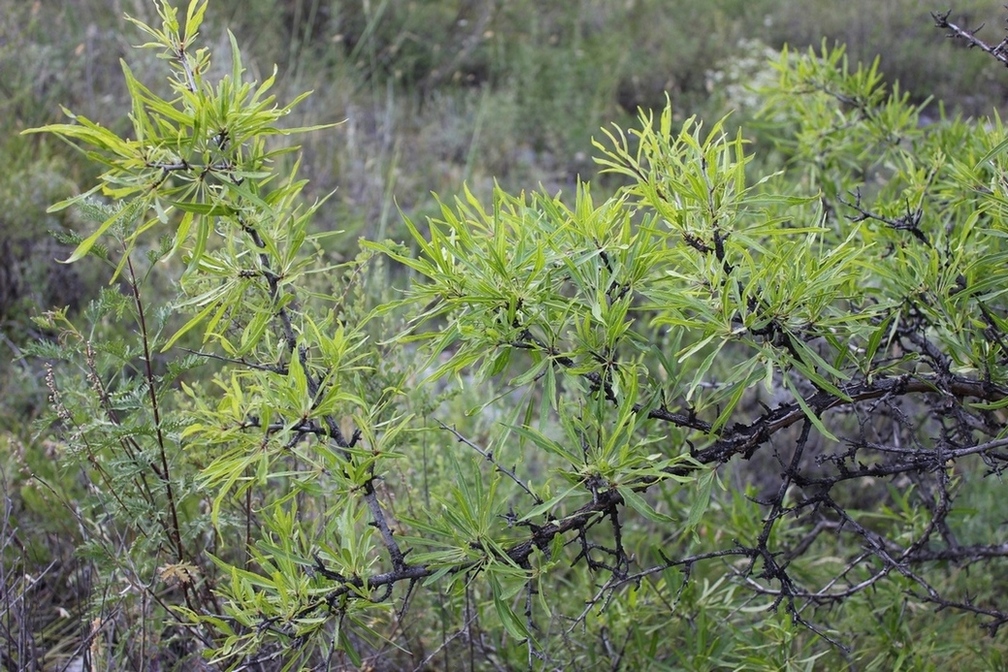 Изображение особи Rhamnus erythroxylon.