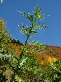 род Cirsium. Верхушка вегетирующего растения. Краснодарский край, окр. Красной Поляны, предгорье, поляна. 12.10.2014.