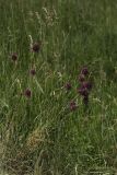 Allium rotundum. Цветущие растения на остепнённом склоне. Белгородская обл., пос. Борисовка, склон у дендрария заповедника. 28.06.2009.