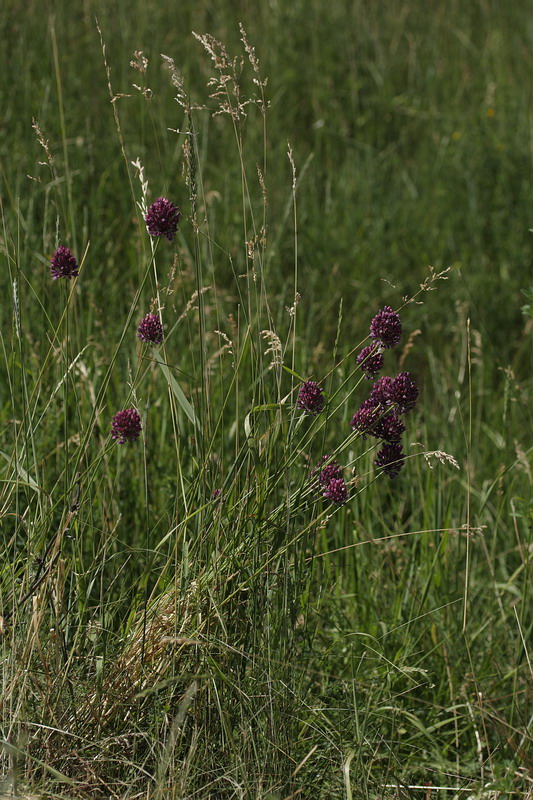 Изображение особи Allium rotundum.