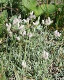 Antennaria dioica