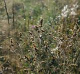 Galeopsis bifida. Верхушки плодоносящих растений. Московская обл., Раменский р-н, окр. ж.-д. платформы Хрипань, просека под ЛЭП. 11.08.2014.